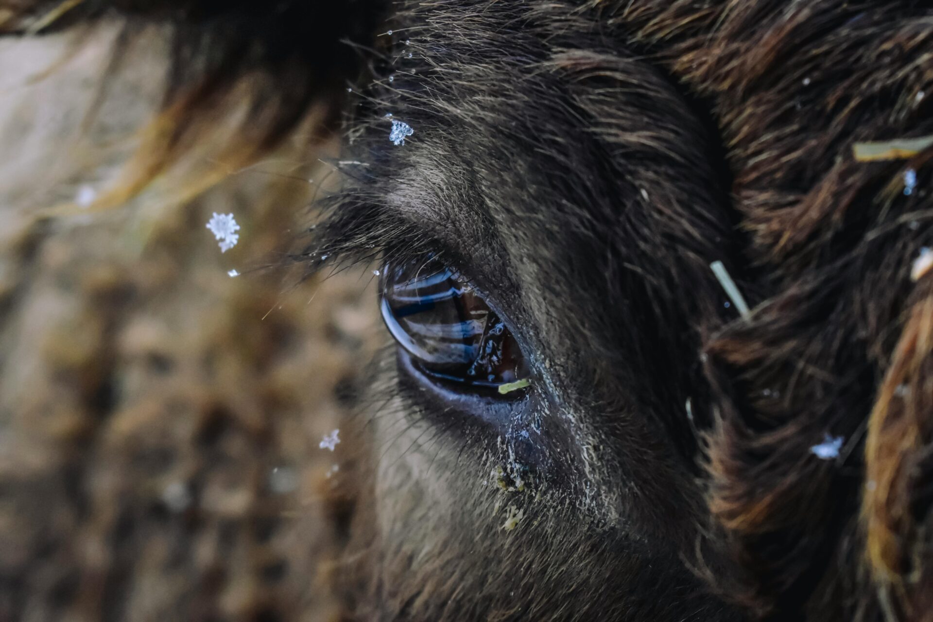 Detailed close-up of a cow's eye with snowflake patterns on its fur.